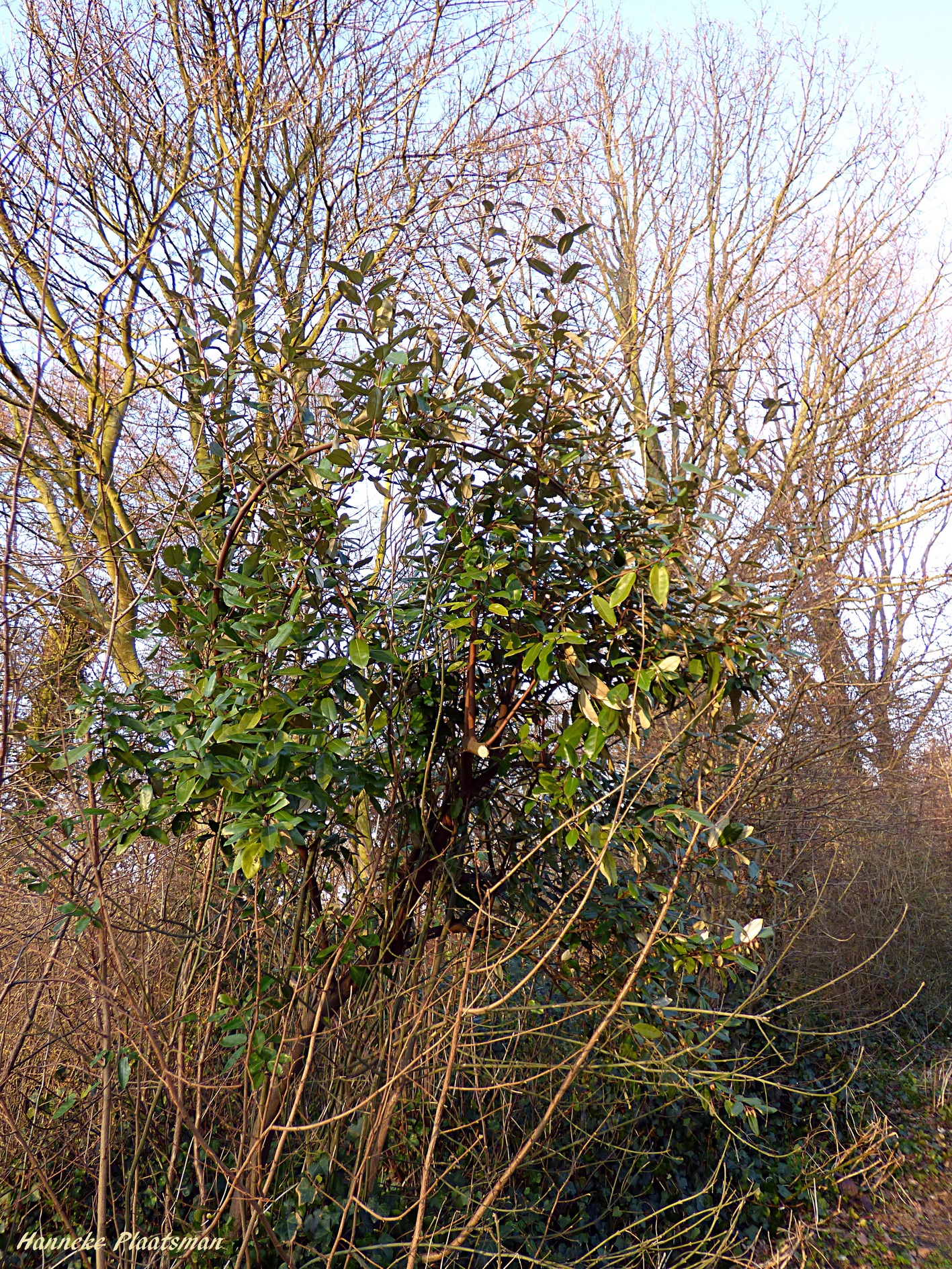 Hier de hele struik, behorend bij de foto van de besjes.